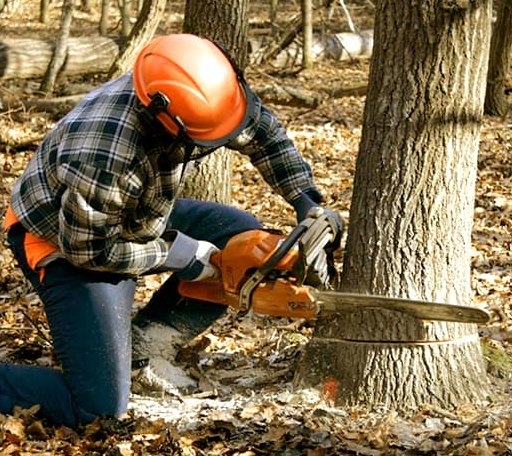 Tree Removal in Scales Mound, IL